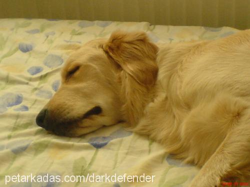 bonnie Dişi Golden Retriever