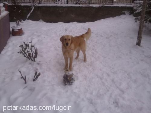 tarÇin Dişi Golden Retriever