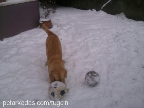 tarÇin Dişi Golden Retriever