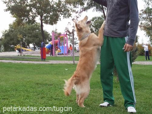 tarÇin Dişi Golden Retriever