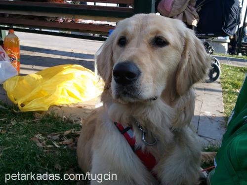 tarÇin Dişi Golden Retriever