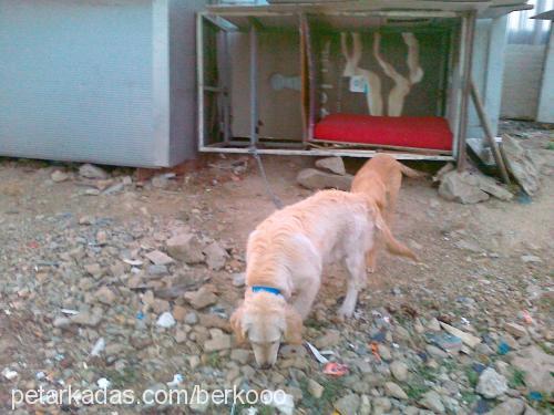 gümüş Dişi Golden Retriever