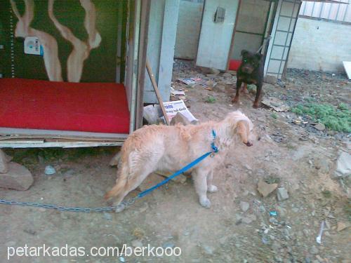 gümüş Dişi Golden Retriever