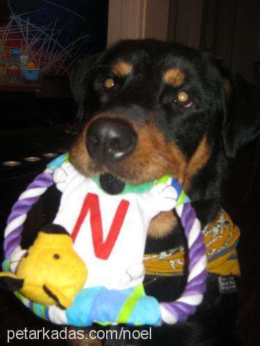 noel Erkek Rottweiler