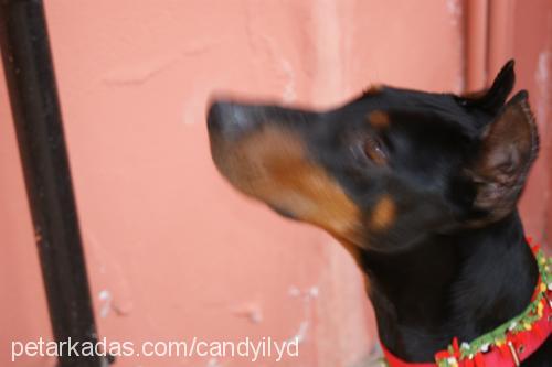 asi Erkek Doberman Pinscher