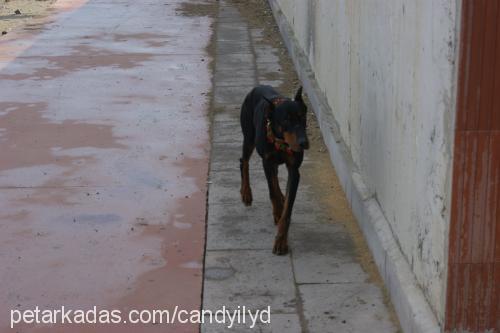 asi Erkek Doberman Pinscher