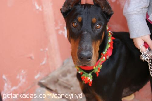 asi Erkek Doberman Pinscher