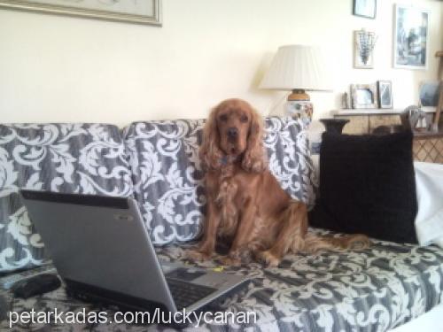 lucky Erkek İngiliz Cocker Spaniel