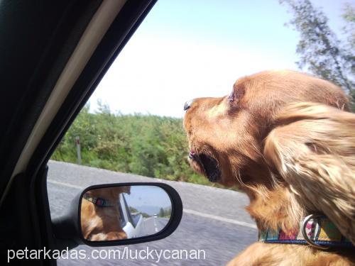 lucky Erkek İngiliz Cocker Spaniel