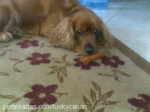 lucky Erkek İngiliz Cocker Spaniel