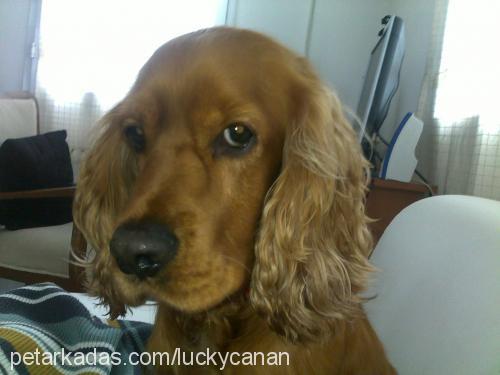 lucky Erkek İngiliz Cocker Spaniel