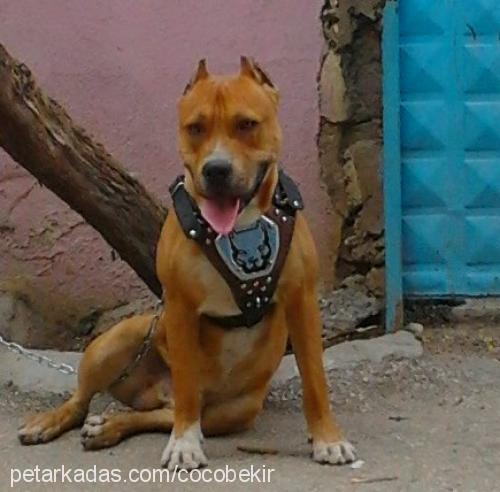 asil Erkek Amerikan Pitbull Terrier