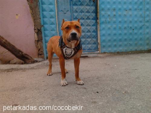 asil Erkek Amerikan Pitbull Terrier