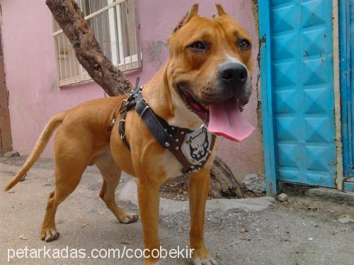 asil Erkek Amerikan Pitbull Terrier