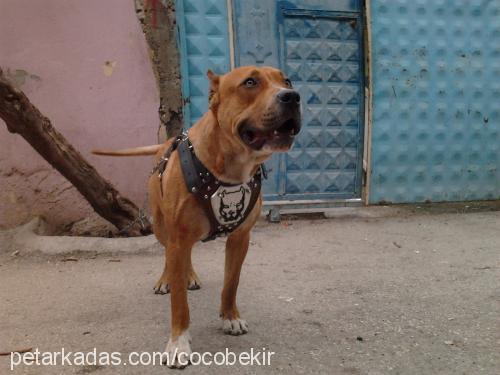 asil Erkek Amerikan Pitbull Terrier