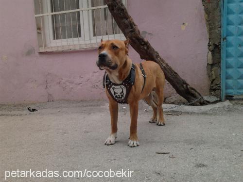 asil Erkek Amerikan Pitbull Terrier