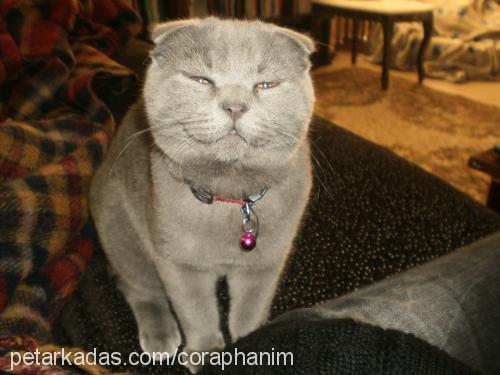 müdür Erkek Scottish Fold