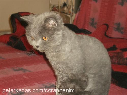 çorap Dişi Selkirk Rex