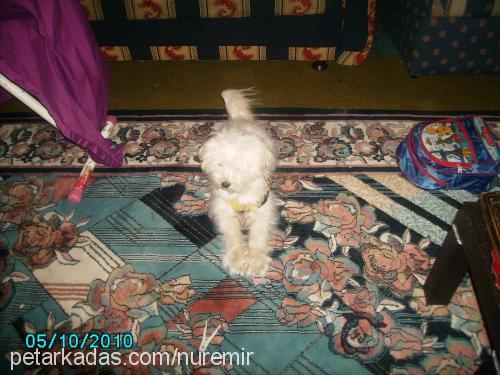 linda Dişi West Highland White Terrier