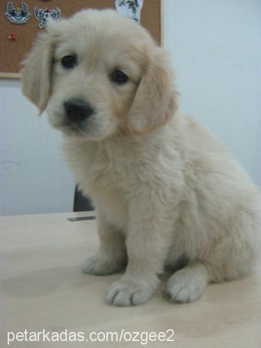 tarçın Dişi Golden Retriever