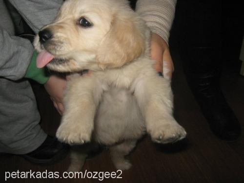 tarçın Dişi Golden Retriever