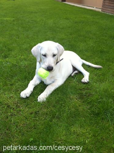 cesy Dişi Labrador Retriever