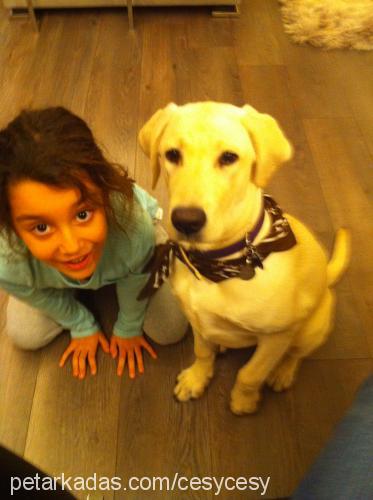 cesy Dişi Labrador Retriever