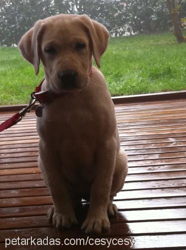 cesy Dişi Labrador Retriever