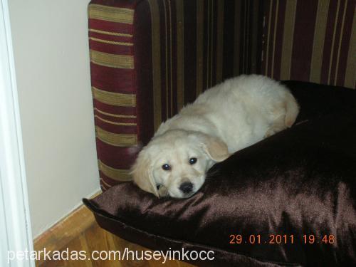 gofret Dişi Golden Retriever