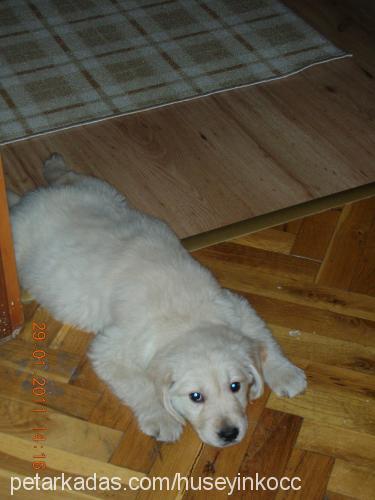 gofret Dişi Golden Retriever