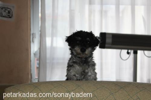 zeytin Erkek West Highland White Terrier