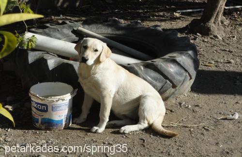 köpük Dişi Labrador Retriever