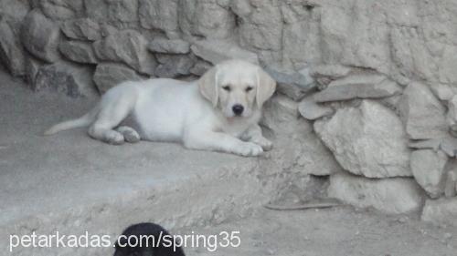 köpük Dişi Labrador Retriever