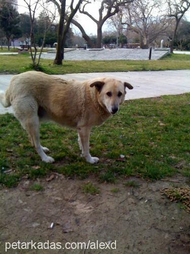 paşa Erkek Sokö (Sokak Köpeği)