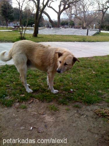 paşa Erkek Sokö (Sokak Köpeği)