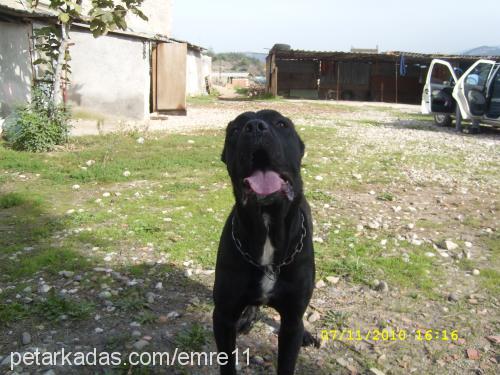 Çar Erkek Mastiff