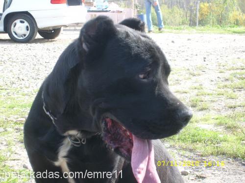 Çar Erkek Mastiff