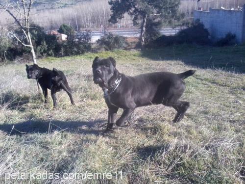 Çar Erkek Mastiff