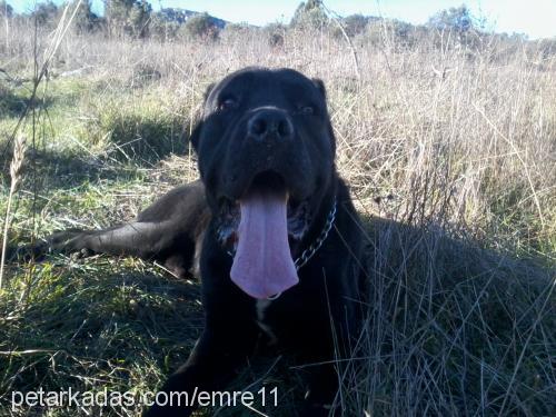 Çar Erkek Mastiff