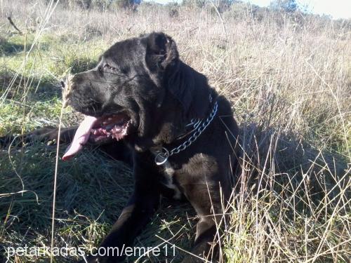 Çar Erkek Mastiff