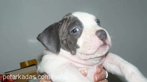 q Erkek Amerikan Staffordshire Terrier