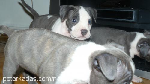 q Erkek Amerikan Staffordshire Terrier