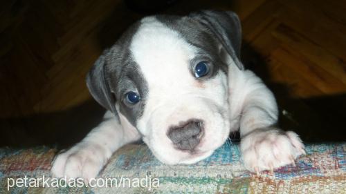 q Erkek Amerikan Staffordshire Terrier