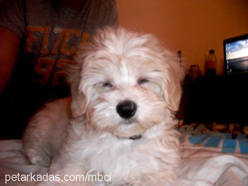 sunny Erkek Bichon Havanese