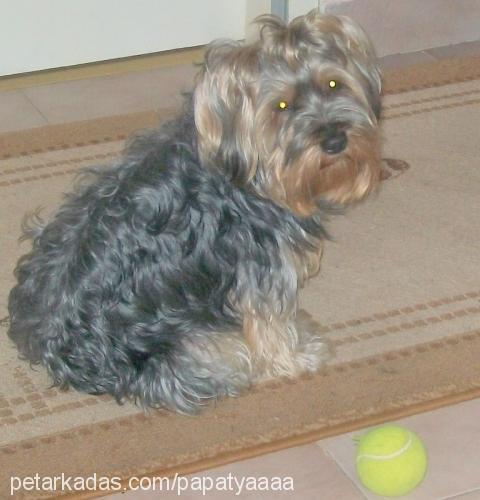 fındık Erkek Yorkshire Terrier