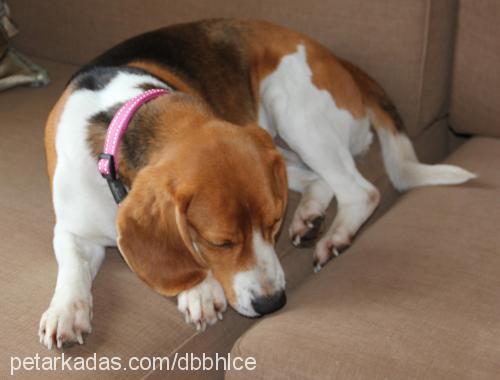 cookie Dişi Beagle