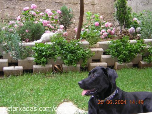 karam Erkek Labrador Retriever