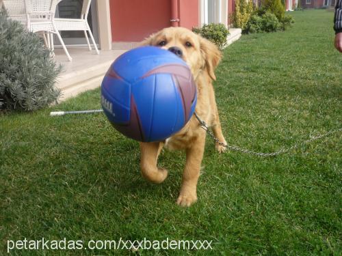 badem Erkek Golden Retriever