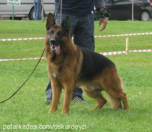 siu Erkek Alman Çoban Köpeği