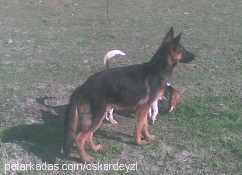 siu Erkek Alman Çoban Köpeği